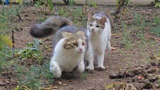 Cats in a Playful Mood