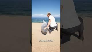 Why you don’t want to push a shark!  #wow #funny #lol