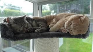 Cute Sleeping Cats