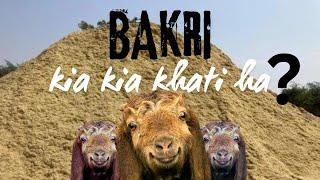 BAKRI kia kia khati ha | Mughees | Abdul Samad k sat chara lana gaya.