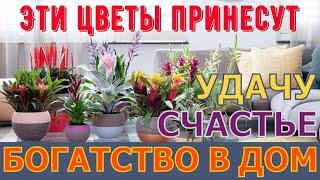 Цветы, которые приносят счастье и удачу в ваш дом