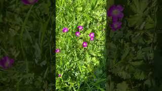 Native Wildflower: Red Maids #californianativeplants #springblooms