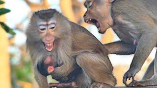 Young Mother Monkey Anisa grooming newborn take care of and give milk Baby