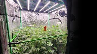 BEDROOM INTO 6 LIGHT GROW ROOM!!! PART 5 + OUTDOOR grow & BREEDING update