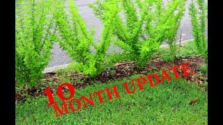 PRIVET HEDGE 10 MONTH UPDATE (2020)