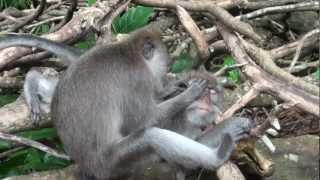 Sacred Monkey Forest Sanctuary, Ubud, Bali, Indonesia