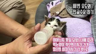 아기 고양이 배변 유도와 인공 수유 트림시키는 법 - 냥줍 아기 살리기 2탄