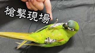 【精鵡瘋雲】【寵物日記】龍哥被「槍殺」了？Sorry! I shot my parrot dead