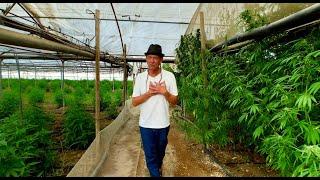 Steve DeAngelo talks about Spanish Cannabis seeds