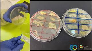 Un hormiguero sobre las resistencias bacterianas, en el Colegio CEU San Pablo