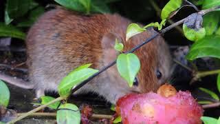 Bank Voles in the Garden