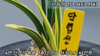 12월20일 2차 추천종자로 소개합니다 ^^