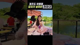 제주도 여행중 갑자기 날라온 까마귀 ‍⬛ #shorts #제주여행 #국제부부