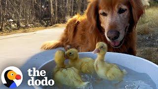 Couple Left The City So Their Dog Could Have More Friends | The Dodo