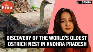 Natives of Africa, ostriches once made India their home. Oldest nest in Andhra is further proof