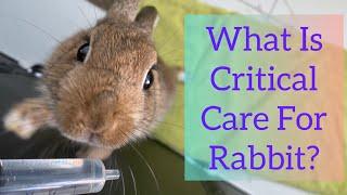 Critical Care Feeding Guide Rabbit(7 Common Questions)