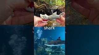 Kids Learn at the Double Waterfall | Sea Animal Names: Japanese Spider Crab Tiger Shark Whale