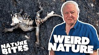 Best of David Attenborough's Weird Wildlife | Nature Bites