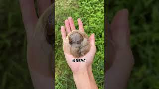 First time seeing a super big snail! | Chinese Mountain Forest Life and Food #Moo Tik Tok#FYP