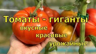 Самые КРУПНЫЕ ТОМАТЫ в 2024, ВКУСНЫЕ ГИГАНТЫ