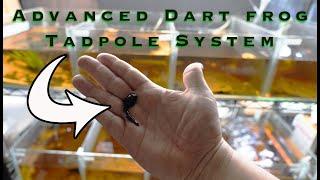 Advanced Poison Dart Frog Tadpole System