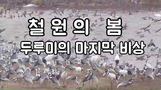 철원의 봄, 두루미의 마지막 비상 | DMZ 평화의 날갯짓 철원 철새도래지의 두루미 | 겨울을 보내고 봄을 맞이하는 철원의 두루미