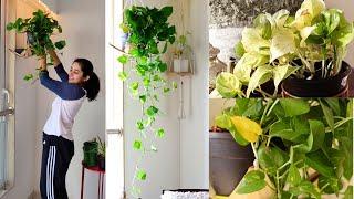 My Secret to Bushy and Longer Money Plant (Pothos)