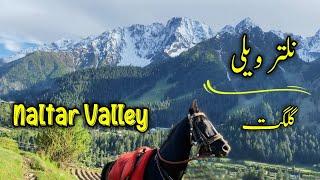 Naltar Valley Gilgit Baltistan Pakistan | Must See Adventure Destination!