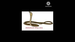 Hamadryad