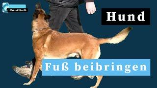 Hund Fuß beibringen