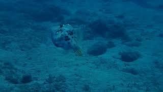 Stephanolepis hispidus (Planehead filefish)