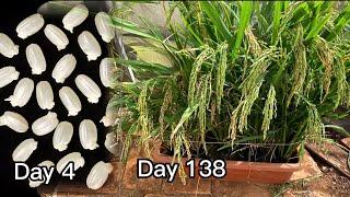 how to grow wet rice from store bought rice VN Gardener