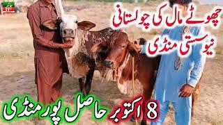 Hasil Pur Mandi || Sahiwal Cholistani Cow Mandi || Cow Mandi 2024 || Chand TV Punjab Farming