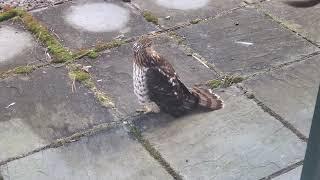 Coopers Hawk Strikes Door Glass