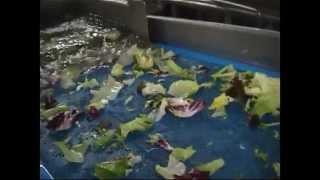 Eillert GWT - Salad and Vegetable Washing System