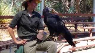 Wedge Tailed Eagle