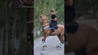 ОТ СОТИЛАДИ #ot_narxlari #horse #otbozori