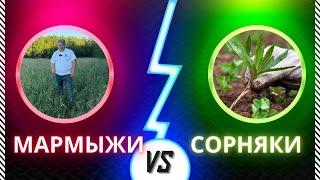 Мармыжи VS Сорняки