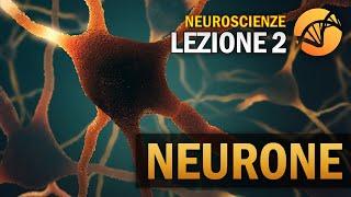 Il Neurone | NEUROSCIENZE - Lezione 2