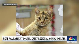 NJ animal shelter looking to find adoptable pets loving homes