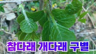 시금치 대용 봄나물 6종 (김밥용)