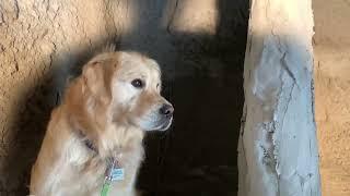 Legendary Acres Hobby Farm: Bob the golden retriever inspects a swimming pool grotto being built