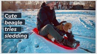 ️ Cute beagle's first time sledding ️