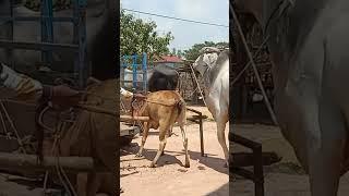 The cow's temperament is out again ត្រពាំងចក