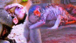 Amazing videos show action new of newborn monkey babies after mother giving birth new and very wet