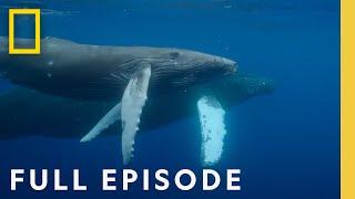 Oceans Odysseys: Incredible Animal Journeys (Full Episode) | National Geographic