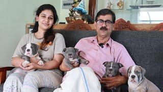 വീടിനുള്ളിൽ 20 ൽ അധികം ഡോഗ്സിനെ വളർത്തുന്ന എയർ ഫോഴ്‌സുകാരൻ|American Bully Kennel