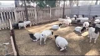 pure Dorper sheep in Kenya