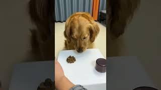 Smart dog finds treat in game