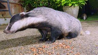 Badger family feeding. Cub gets a telling off from his father - UHD 4K